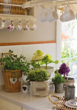 13 Plantas Ideales para Decorar la Cocina