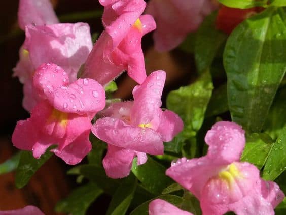 17 Plantas de Exterior con Flor - Decora tu Jardín o Terraza